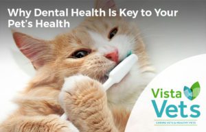 Vista Vets Chelmsford | Why Dental Health is Key to Your Pets Health