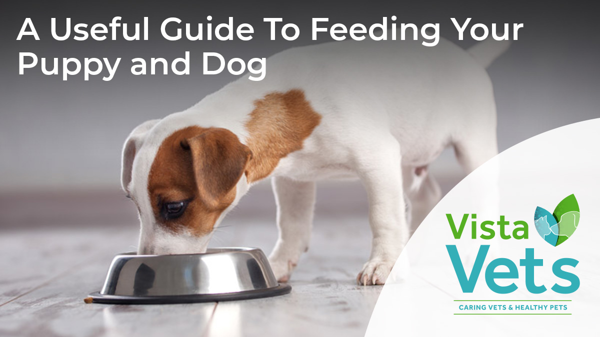 A Useful Guide To Feeding Your Puppy and Dog Vista Vets