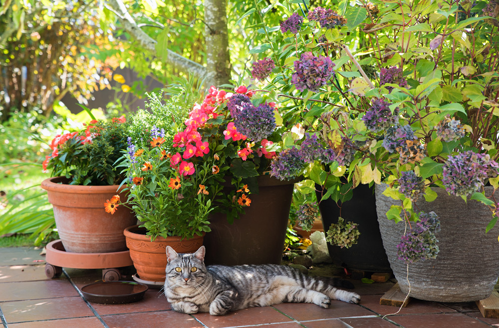 summer garden safety pets