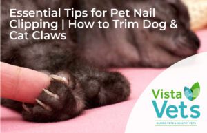 Essential Tips for Pet Nail Clipping-How to Trim Dog & Cat Claws-tw