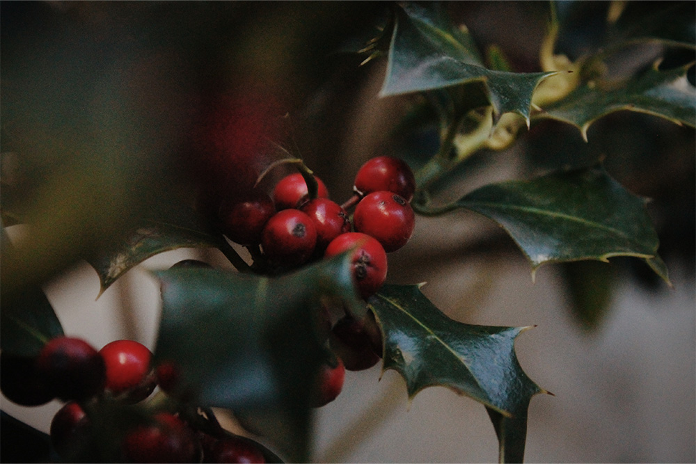 Mistletoe and Holly-Keeping Your Pets Safe At Christmas